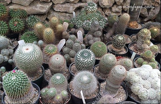 El Vivero Lotería, sitio de exposición y venta de cactus en Cuba El Vivero Lotería, sitio de exposición y venta de cactus en Cuba