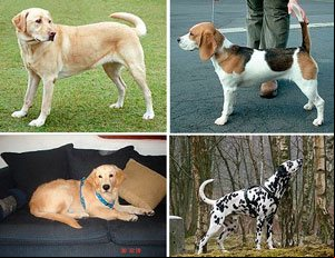 Los perros más solicitados y vendidos en el mundo Los perros más solicitados y vendidos en el mundo