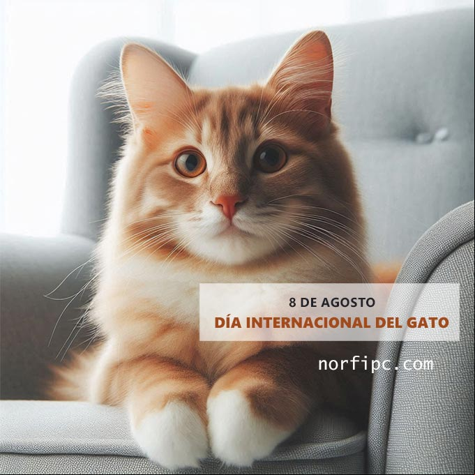 Gato sentado en una butaca