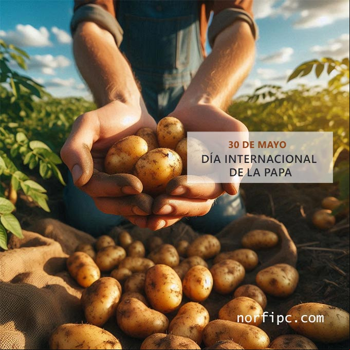 Manos abiertas con papas cosechadas, detras plantas de papas