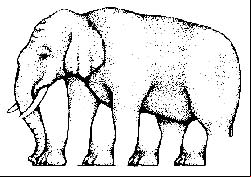 Ilusión óptica las patas del elefante Ilusión óptica las patas del elefante