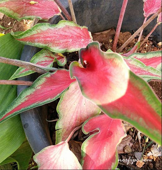 Variedad exótica del Caladium bicolor, unas de las plantas más apreciadas de las Aráceas Variedad exótica del Caladium bicolor, unas de las plantas más apreciadas de las Aráceas