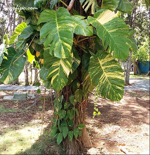 Foto de un ejemplar de Epipremnum, Poto o malanguita trepadora en estado natural Foto de un ejemplar de Epipremnum, Poto o malanguita trepadora en estado natural