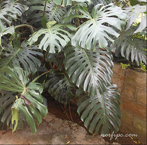Foto de una planta decorativa del género Monstera Foto de una planta decorativa del género Monstera