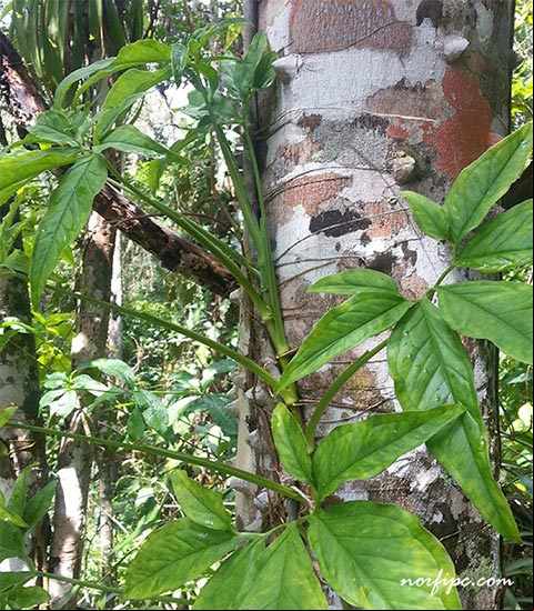 Planta de Syngonium trepando por un árbol Planta de Syngonium trepando por un árbol