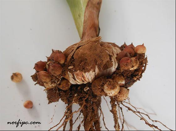 Cormos de la planta del Gladiolo que se extraen y se guardan para posteriormente sembrar varias plantas Cormos de la planta del Gladiolo que se extraen y se guardan para posteriormente sembrar varias plantas