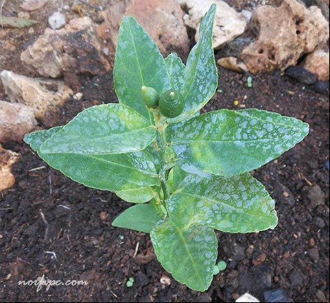 Planta de limón de solo 20 centímetros de altura obtenida mediante la técnica de injerto Planta de limón de solo 20 centímetros de altura obtenida mediante la técnica de injerto