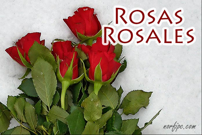 Rosas y rosales, tipos, especies y variedades