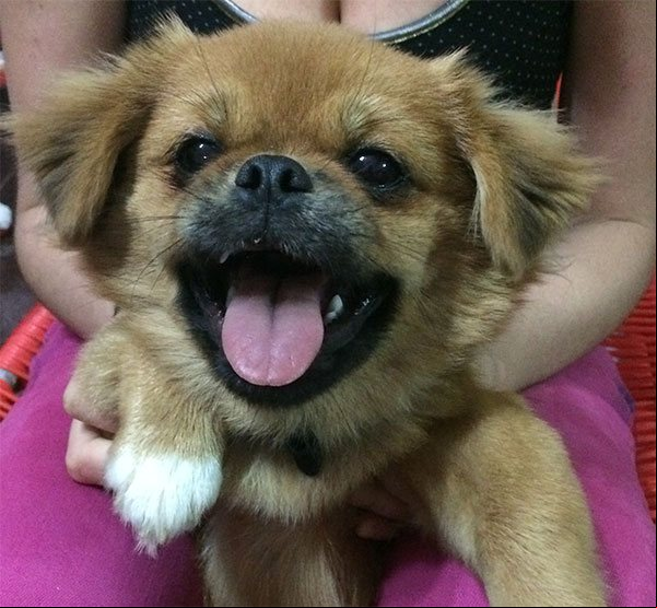 Foto de mi perro Foto de mi perro