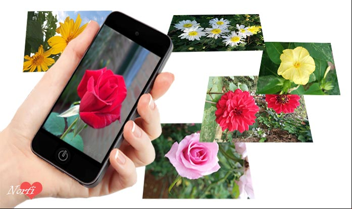 Fotos de flores y rosas para usar como fondo de pantalla del teléfono celular y tableta
